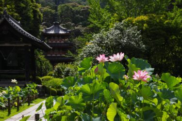 宇治観光スポット紹介　三室戸寺